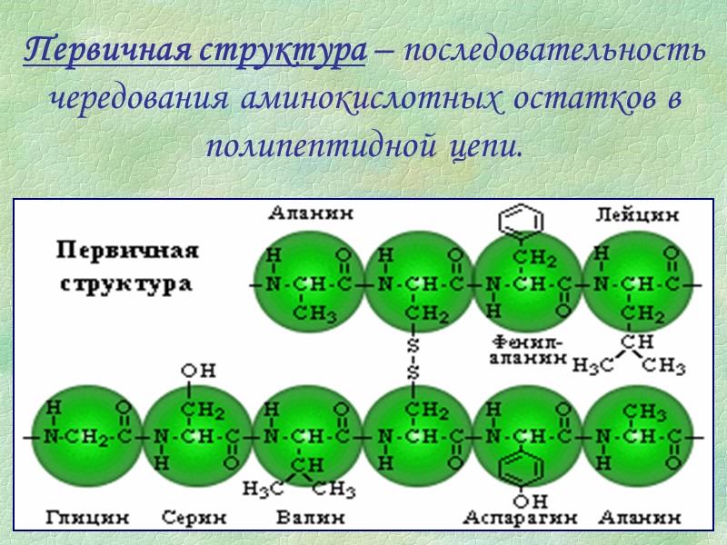 Первичная структура – последовательность чередования аминокислотных остатков в полипептидной цепи.